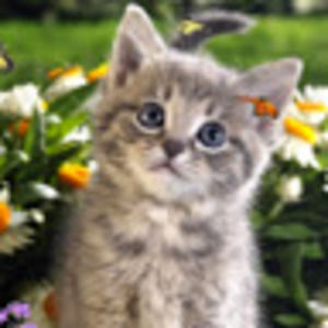 Meet your Posher, Heeba